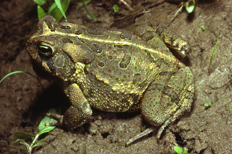 Fowler's toad (Anaxyrus woodhousii). Fowler's toad (Anaxyrus woodhousii). Credit: Jack Ray